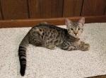 F3 Silver Savannah Male Kitten Available Now Fluff - Savannah Cat For Sale - New Holland, PA, US