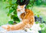 UA Mazurka Henry - Maine Coon Cat For Sale - Brooklyn, NY, US