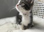 Buttercup - Munchkin Cat For Sale - Salem, OR, US