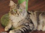 Lacey - Maine Coon Cat For Sale - Las Vegas, NV, US