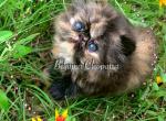 Beljapur cattery Cleopatra - Persian Cat For Sale - Austin, TX, US