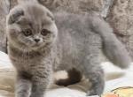 Kameliya - Scottish Fold Cat For Sale - NY, US