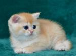 Kevin 1 - British Shorthair Cat For Sale - NY, US