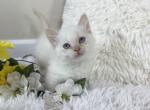 Ziggy - Munchkin Cat For Sale - Ava, MO, US