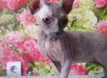 Katysha - Sphynx Cat For Sale - Norwalk, CT, US