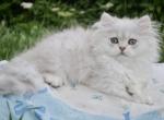 Martin - British Shorthair Cat For Sale - Hollywood, FL, US