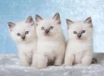 Available Ragdoll Kittens For Sale Cats For Adoption New Jersey United States