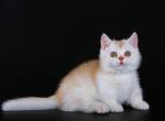 Norfolk - Munchkin Cat For Sale - Hollywood, FL, US