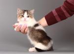 Padre - Munchkin Cat For Sale - Hollywood, FL, US