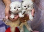 British long hair - British Shorthair Cat For Sale - Fort Worth, TX, US