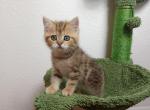 Gloria - British Shorthair Cat For Sale - Chicago, IL, US