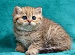 Kristina 1 - British Shorthair Cat For Sale - NY, US