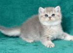 Klear 1 - British Shorthair Cat For Sale - NY, US