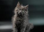 Tom - Maine Coon Cat For Sale - NY, US