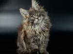 Simba Reserved - Maine Coon Cat For Sale - NY, US