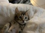 2 males 1 female - Bengal Cat For Sale - Phoenix, AZ, US