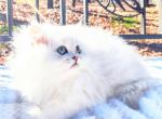 Gorgeous Silver Persian Babies - Persian Cat For Sale - Hartwell, GA, US