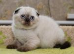 Lily - Scottish Fold Cat For Sale - NY, US