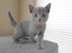 Misty and Elton Litter - Russian Blue Cat For Sale - Hallsville, MO, US