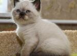 Lusi - Scottish Straight Cat For Sale - NY, US