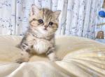 Tank - British Shorthair Cat For Sale - Staten Island, NY, US