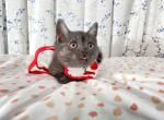 maleandfemale - Munchkin Cat For Sale - Staten Island, NY, US