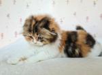 Jeneviewa - Scottish Fold Cat For Sale - Hollywood, FL, US