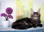 Amour - Maine Coon Cat For Sale - Norwalk, CT, US