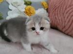 Pepsi Alphastar - Scottish Fold Cat For Sale - Levittown, PA, US