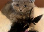 Stephanie - Scottish Fold Cat For Sale - Huntington, NY, US