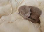 AmEllies litter - Ragamuffin Cat For Sale - Gilbert, AZ, US