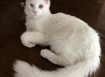 Reserved Oscar young Maine Coon boy - Maine Coon Cat For Sale - Chipley, FL, US