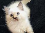 Ragdoll Kitten Keola - Ragdoll Cat For Sale - San Jose, CA, US