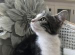 Henry - Munchkin Cat For Sale - Salem, OR, US