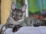 Faust - Maine Coon Cat For Sale - Miami, FL, US