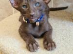 Olly - Oriental Cat For Sale - Norwalk, CT, US