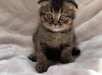 Mike - Scottish Fold Cat For Sale - Brooklyn, NY, US