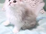 Silver Persian - Persian Cat For Sale - Hartwell, GA, US