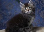 Rasika - Maine Coon Cat For Sale - Los Angeles, CA, US