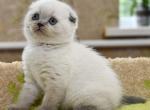 Lion - Scottish Fold Cat For Sale - NY, US