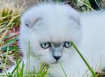 Lily - Scottish Fold Cat For Sale - Charlottesville, VA, US