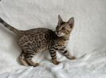 Nikoletta - Bengal Cat For Sale - Hollywood, FL, US