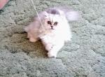 Silver Chinchilla Persian Female CFA Registered - Persian Cat For Sale - Perry, FL, US