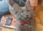 ANGUS - Maine Coon Cat For Sale - Crestview, FL, US