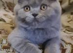 Kameliya 1 - Scottish Fold Cat For Sale - NY, US