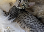 Bentley F5 exotic Savannah - Savannah Cat For Sale - Los Angeles, CA, US