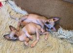 Sphynx kittens for sale - Sphynx Cat For Sale - Brooklyn, NY, US