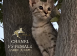 Chanel  F5 SBT Savannah - Savannah Kitten For Sale - Los Angeles, CA, US