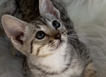 Roxy F5SBT - Savannah Cat For Sale - Los Angeles, CA, US