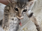 Pebbles F5 SBT Savannah - Savannah Cat For Sale - Los Angeles, CA, US